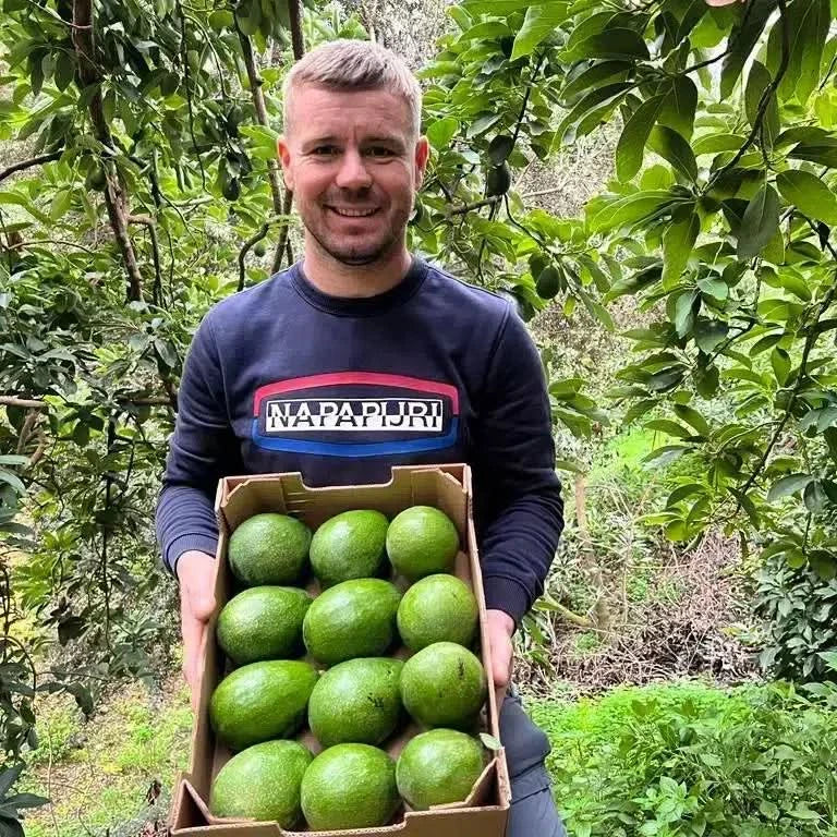 Bauer mit Kiste voller frischer Avocados in Andalusien – avocado kaufen Spanien direkt von der Farm