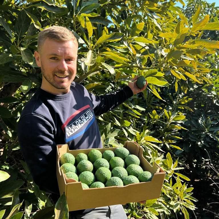 Bauer mit frisch geernteten Avocados in Andalusien – avocado kaufen Spanien direkt vom Feld