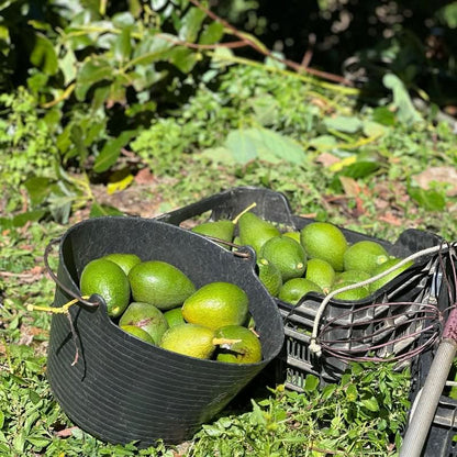 Frisch geerntete Avocados in Körben direkt aus Andalusien – avocado kaufen Spanien in bester Qualität