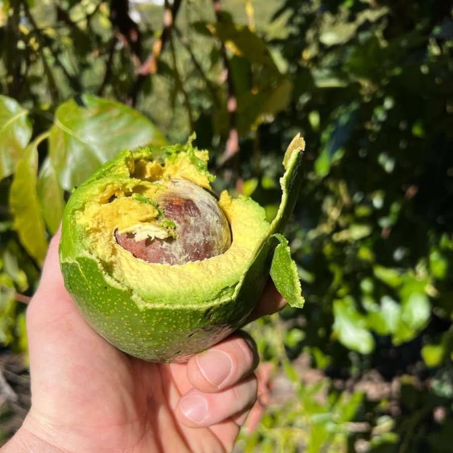 Frisch gepflückte Avocado in der Hand direkt vom Baum – avocado kaufen Spanien mit echter Naturqualität