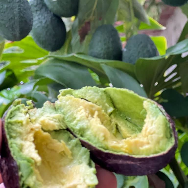 Reife Bio Avocado kaufen Spanien – cremiges Fruchtfleisch frisch geerntet direkt aus Andalusien