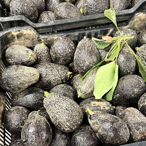 Frische Avocado Lamb Hass kaufen Spanien – geerntete Bio-Avocados in Kisten mit Blättern, hochwertige Qualität direkt vom Bauern