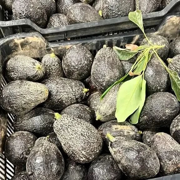 Frisch geerntete Avocado Lamb Hass aus Spanien in schwarzen Kisten mit grünen Blättern