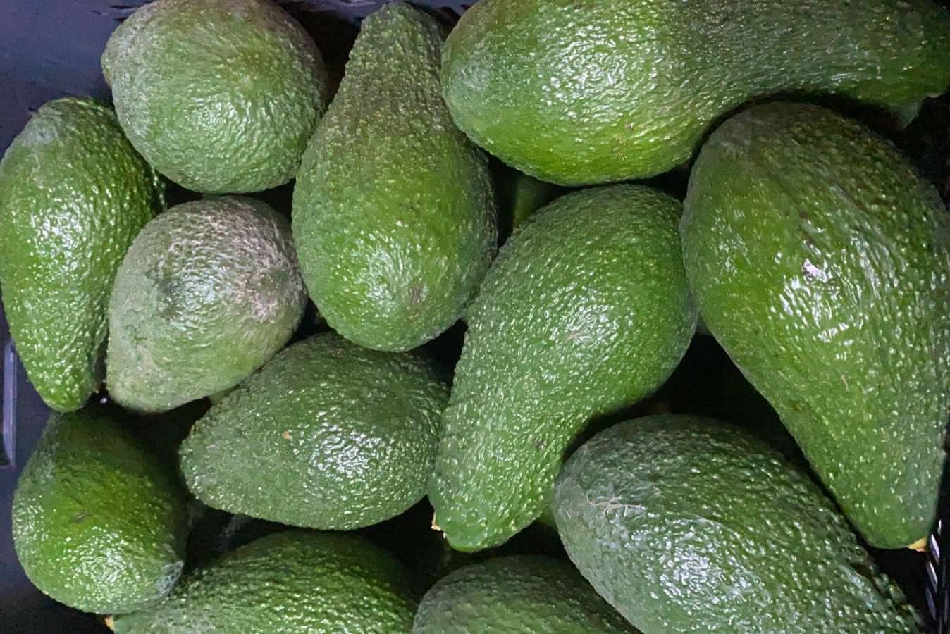 Avocado Pinkerton Box Bio