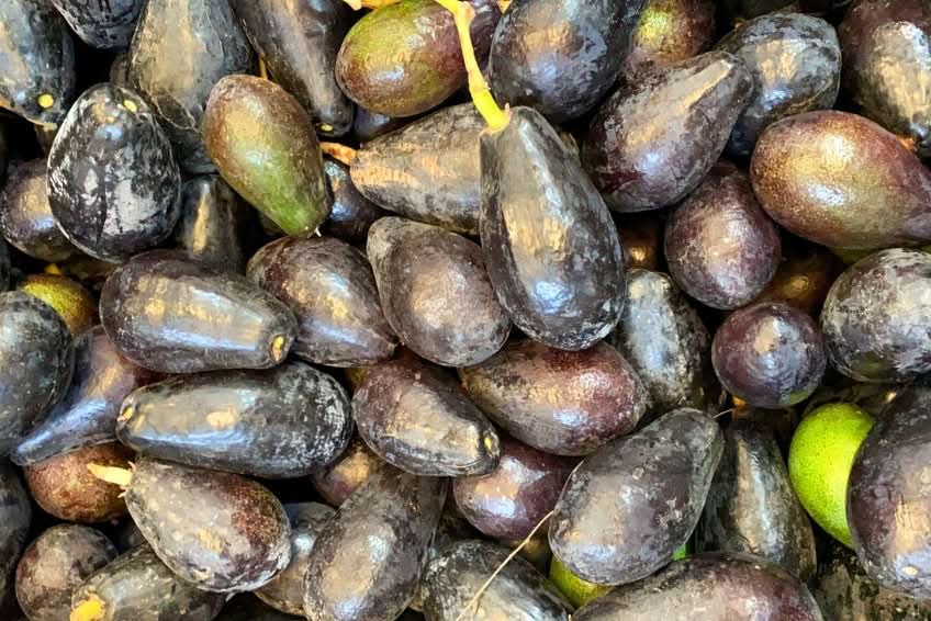 Avocadorarität Mexicola wild Box