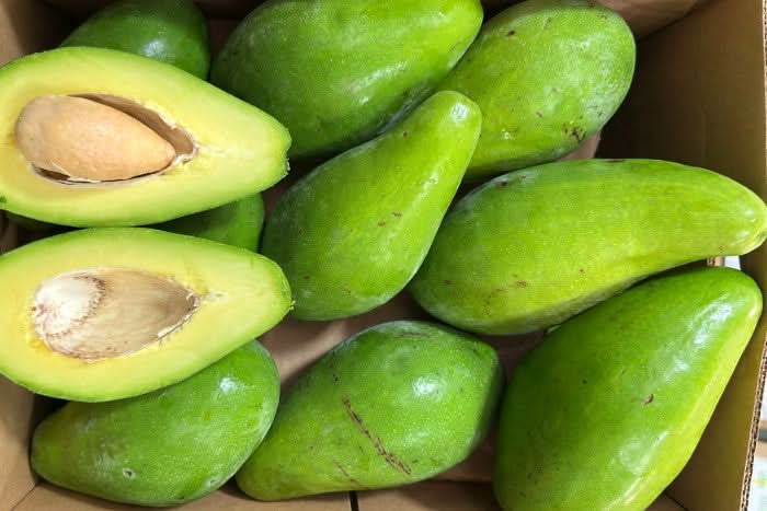 Avocadorarität Antillano (Riesen-Avocado) Box