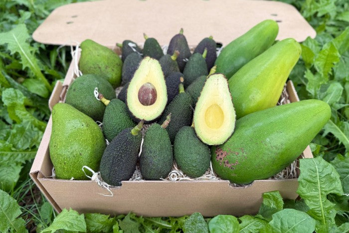 Avocado Mix "Wild Wonders" (6 Sorten!)