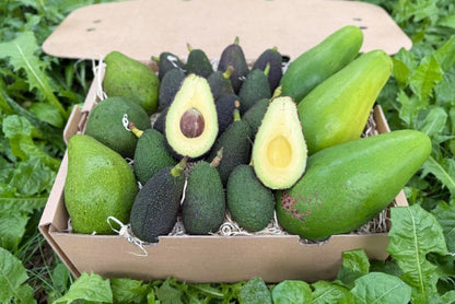 Avocado Mix "Wild Wonders" (6 Sorten!)