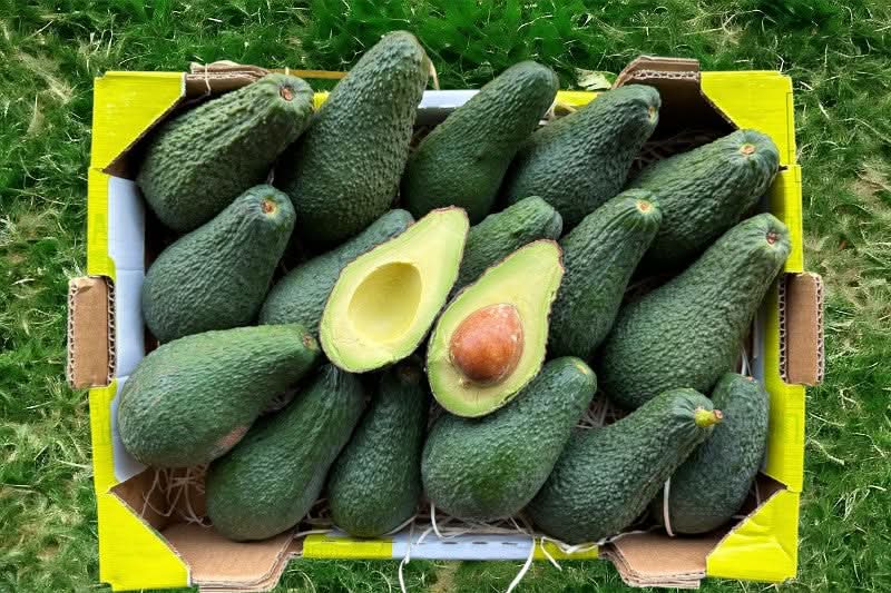 Kiste mit frischen Avocados Pinkerton aus Spanien, aufgeschnittene Frucht in der Mitte – jetzt online kaufen