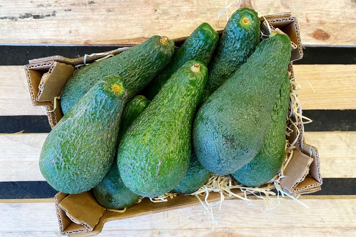 Frische Bio Avocados Pinkerton aus Spanien in einer Kiste – jetzt online kaufen direkt vom Erzeuger