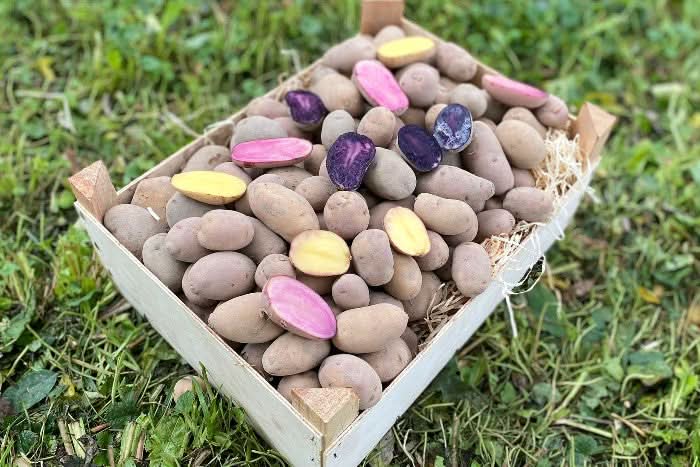 Bio Kartoffel „Ofenbabies“ bunt regional vom Billesbergerhof Box