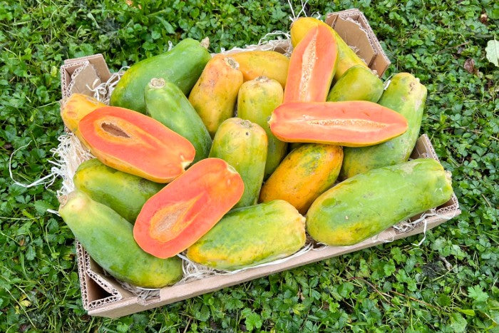 Baby-Papaya Bio von Julian Aktionsbox