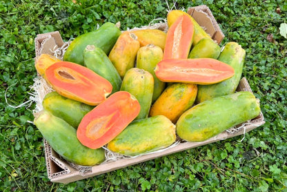 Baby-Papaya Bio von Julian Aktionsbox