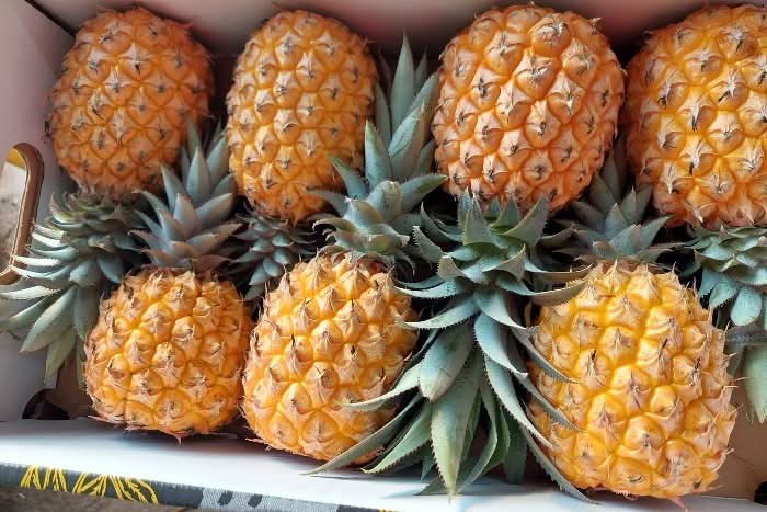 Baby-Ananas "Queen Victoria" Bio Flugware 1Stk.