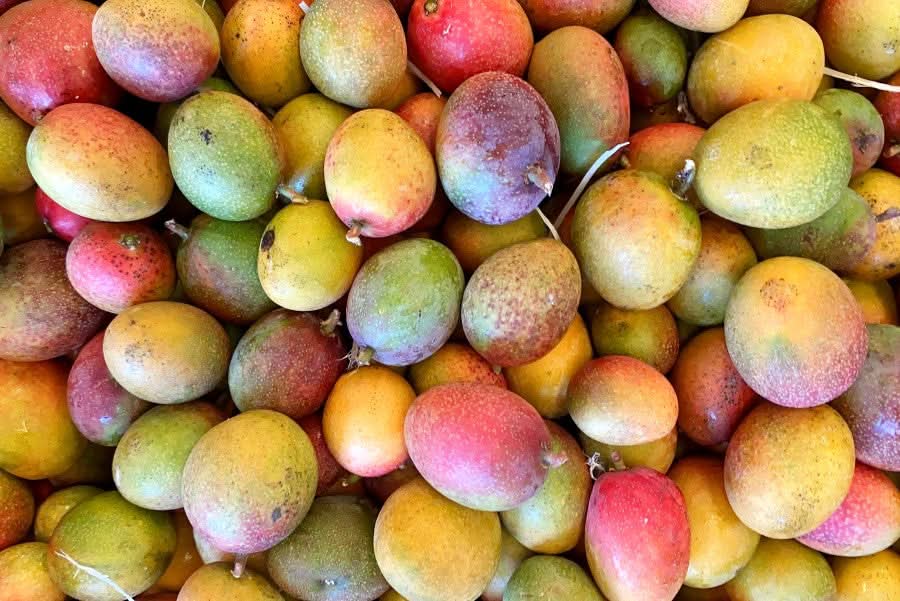 Baby-Mango Mix "Wild Wonders" Aktions-Box