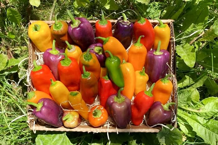 Snack-Paprika "Sweetbite" Bio bunt