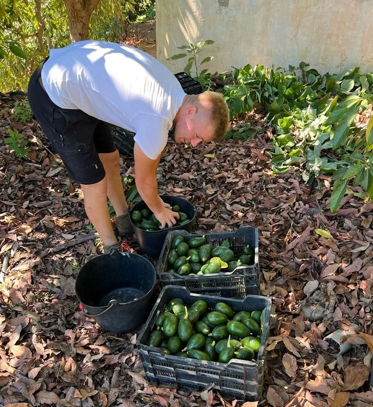 Avocado-Rarität Harvest Bio von Julian