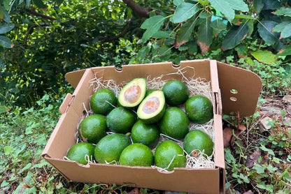 Avocado Bacon Bio von Julian