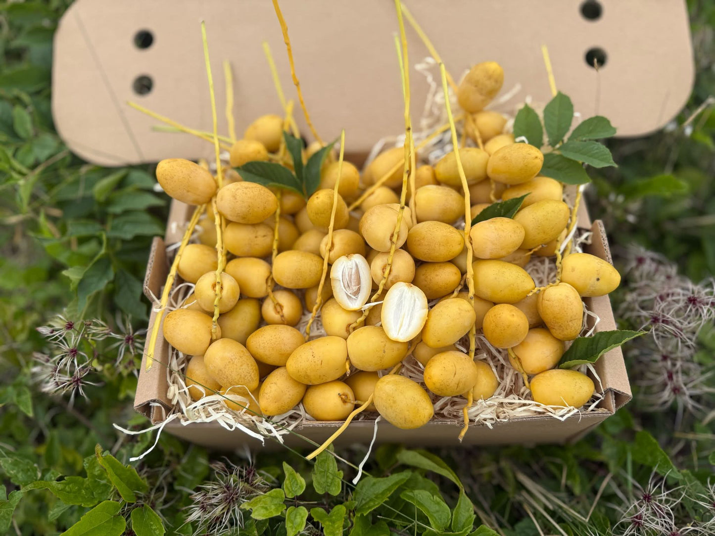 Gelbe Barhi Datteln naturbelassen in der Frischebox – perfekt für alle, die Datteln gelb kaufen möchten, direkt aus Thailand