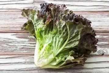 Batavia Salat rot/grün Bio regional 1 Stk.