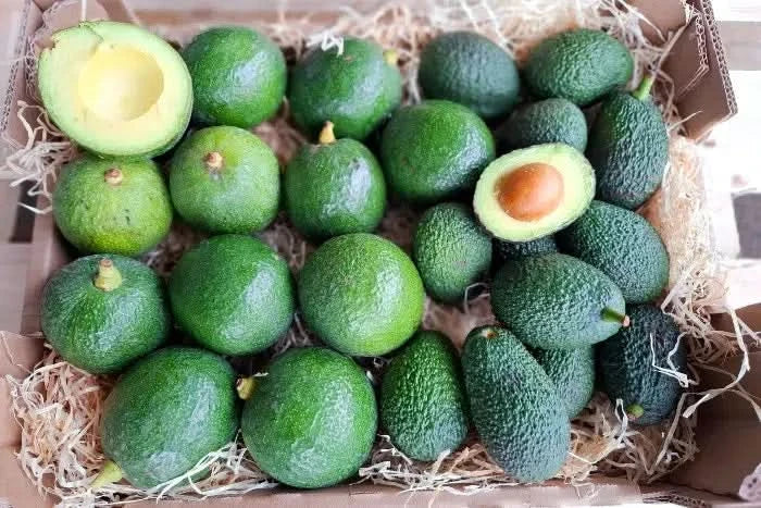 Baby-Avocados Reed & Hass Bio von Carlos Retterbox