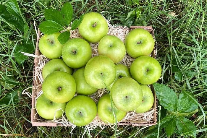 Apfel "Granny Smith" Bio