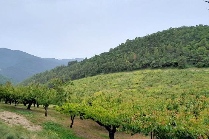 Aprikosen "Berga Rouge" Bio von Alain aus der Provence
