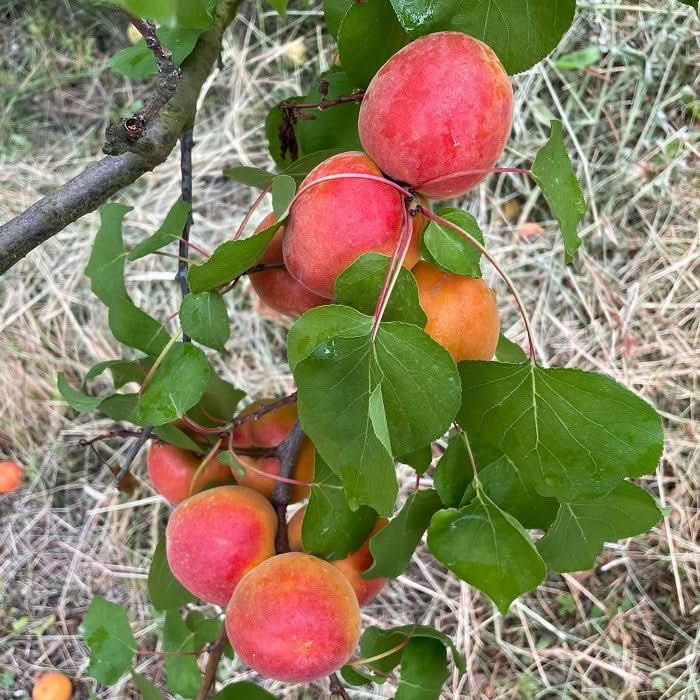 Aprikosen „Mirlo“ Bio von Jordi