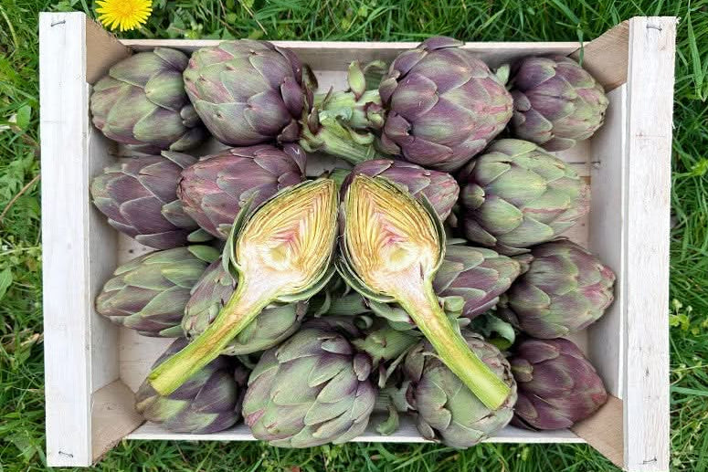 Artischocken „Violett“ Bio aus der Bretagne