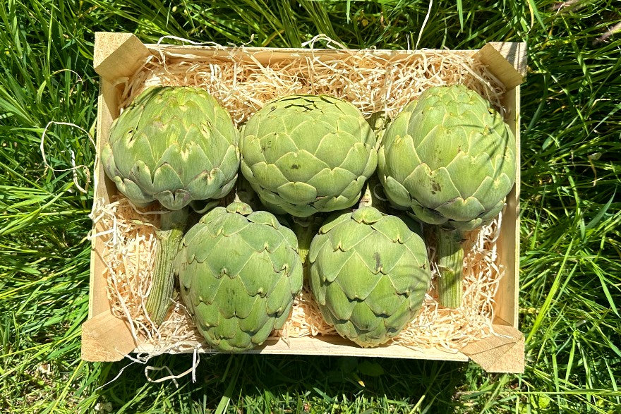 Artischocken "Green Queen" Bio aus der Provence