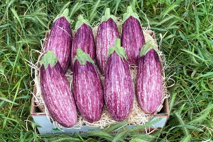 Auberginen Graffiti Bio