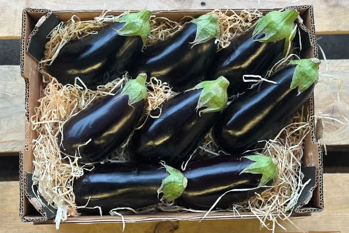 Auberginen Bio