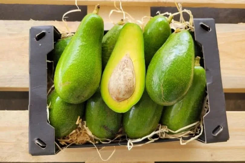 Avocado Salvaje wild von Julian Sparpreis-Box