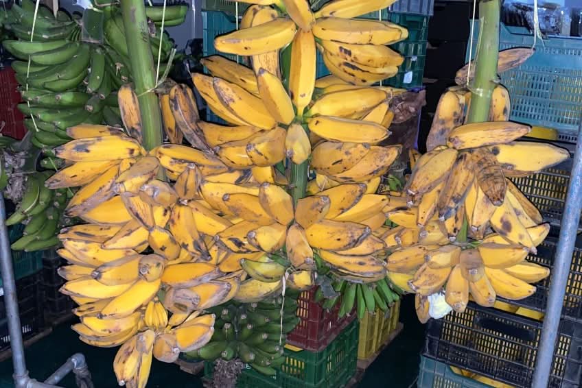 Bio Bananenrarität "Cuadrado" Grillbanane von Rufino 1kg