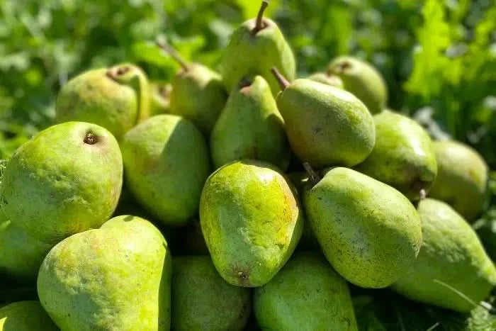 Birnen "Alexander Lucas" vom Obstgut Erletz Bio regional