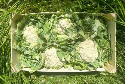 Blumenkohl Bio regional Gärtnerei Hoffmann