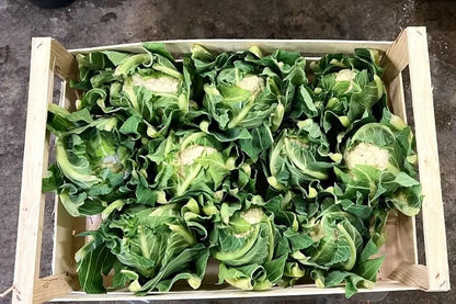 Blumenkohl Bio regional Gärtnerei Hoffmann