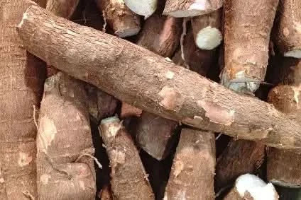 Cassava (Maniok) Bio & Fair Kipepeo