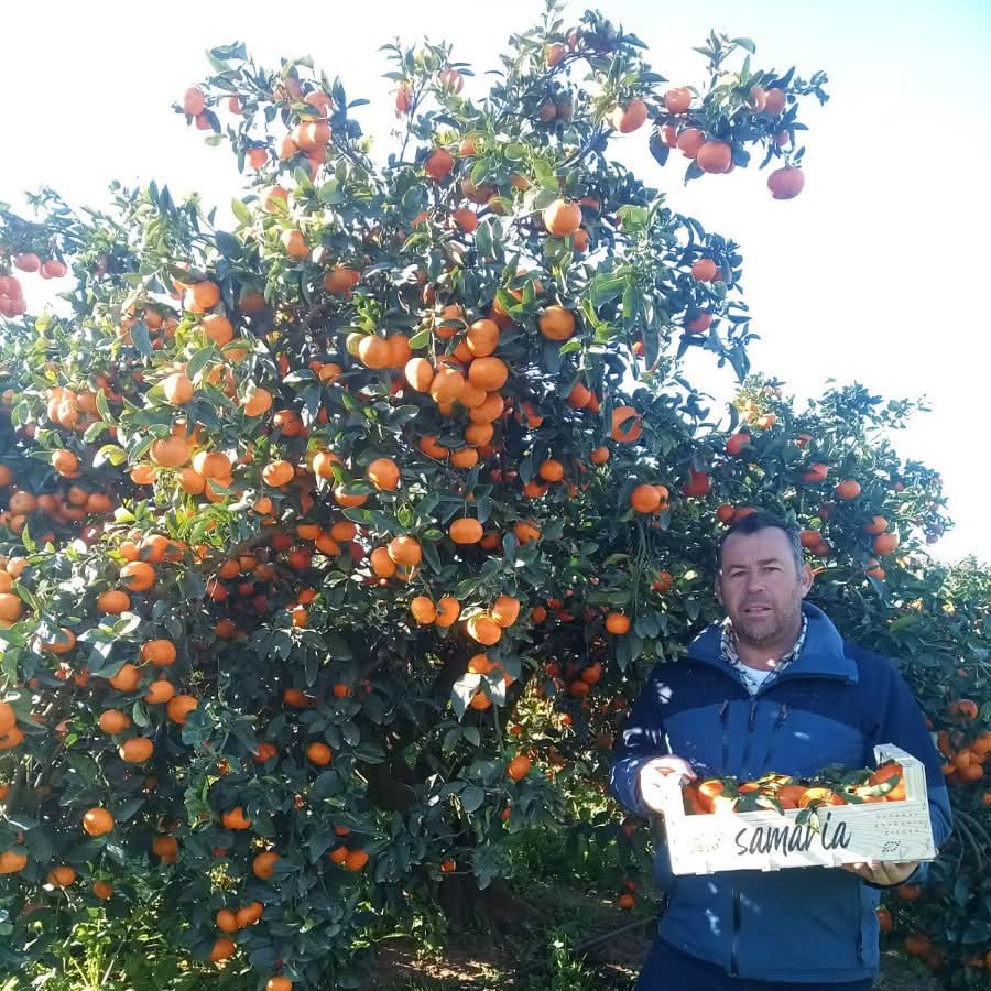 Bio Clementinen „Tango“ von Antonio