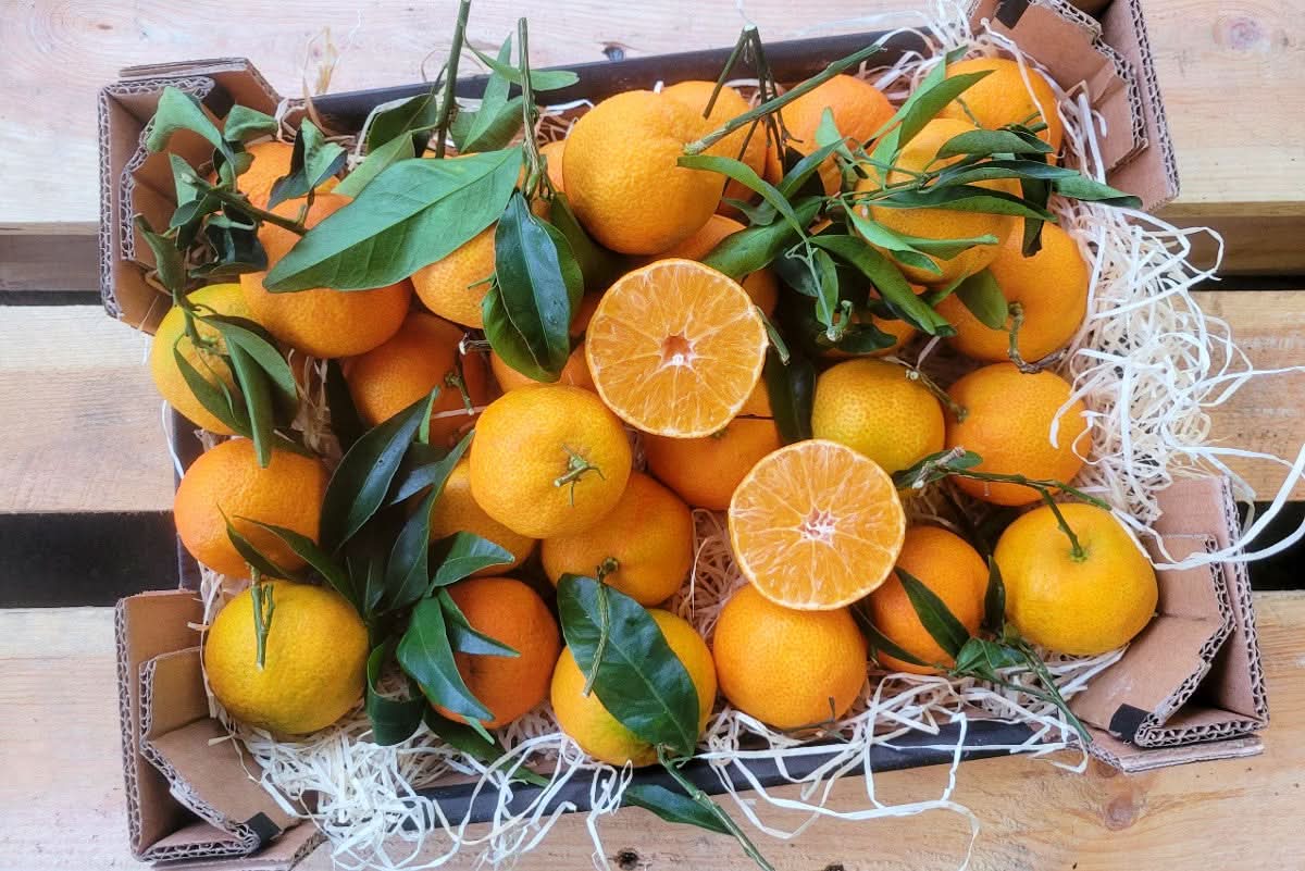 Bio Clementinen „Tango“ von Antonio