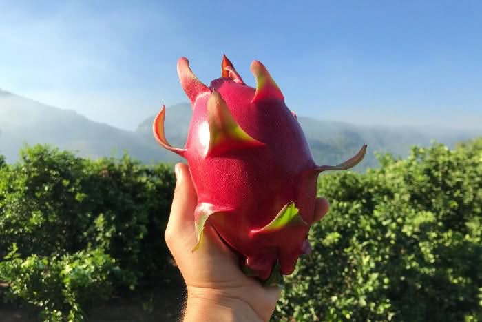 Drachenfrucht rot Bio von Familie Bolivar Kennenlernpreis % 1kg