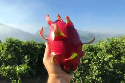 Drachenfrucht rot Bio Aktionswoche %