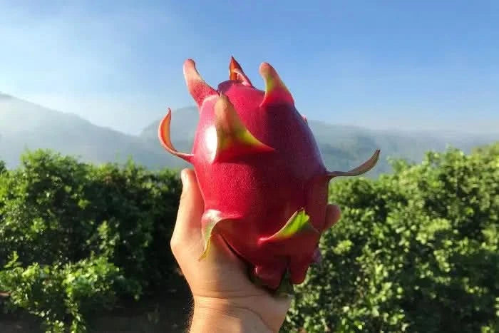 Drachenfrucht rot Bio von Paco Sonderaktion % 2kg