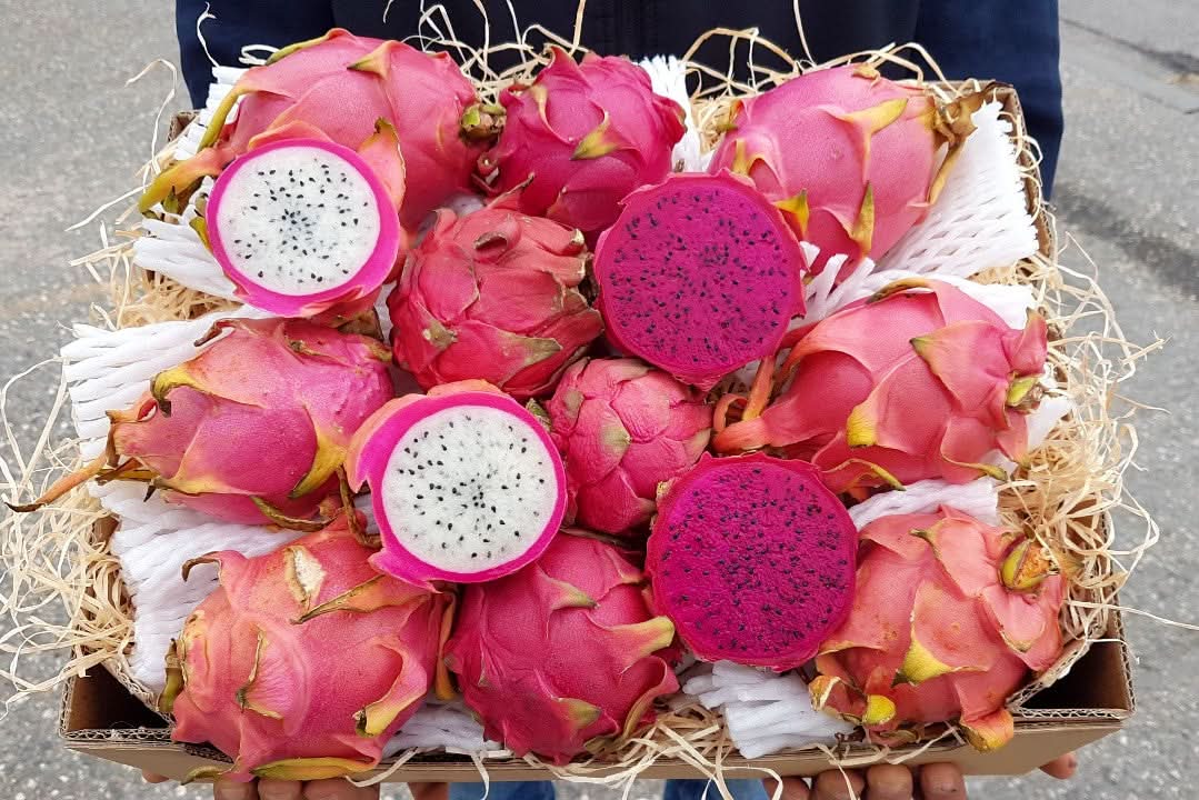 Bio Drachenfrucht kaufen – Mix aus roter und weißer Pitahaya frisch in Box