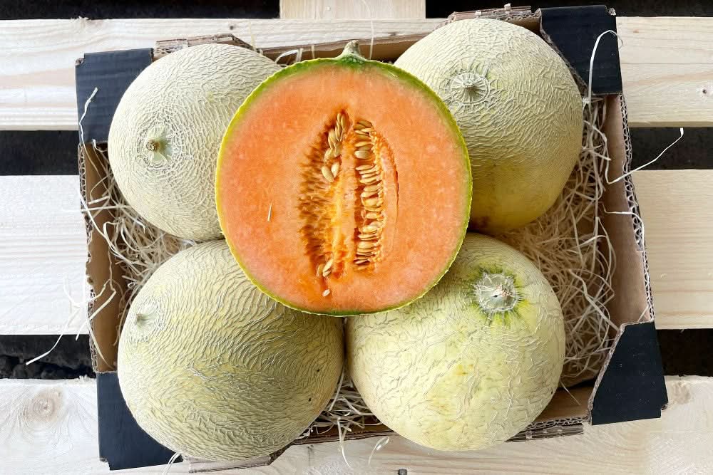 Honigmelone Honey Sweet Bio 1Stk.