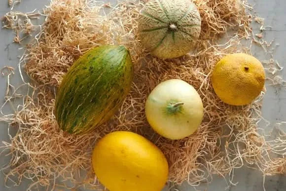 Melonen-Mix Bio 5er Box