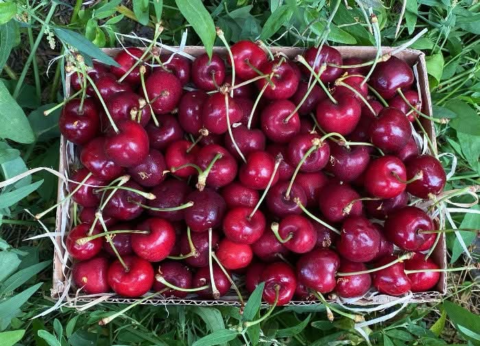 Berg-Kirschen naturbelassen von Miguel Aktionspreis