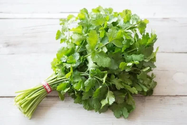 Koriander im Bund Bio