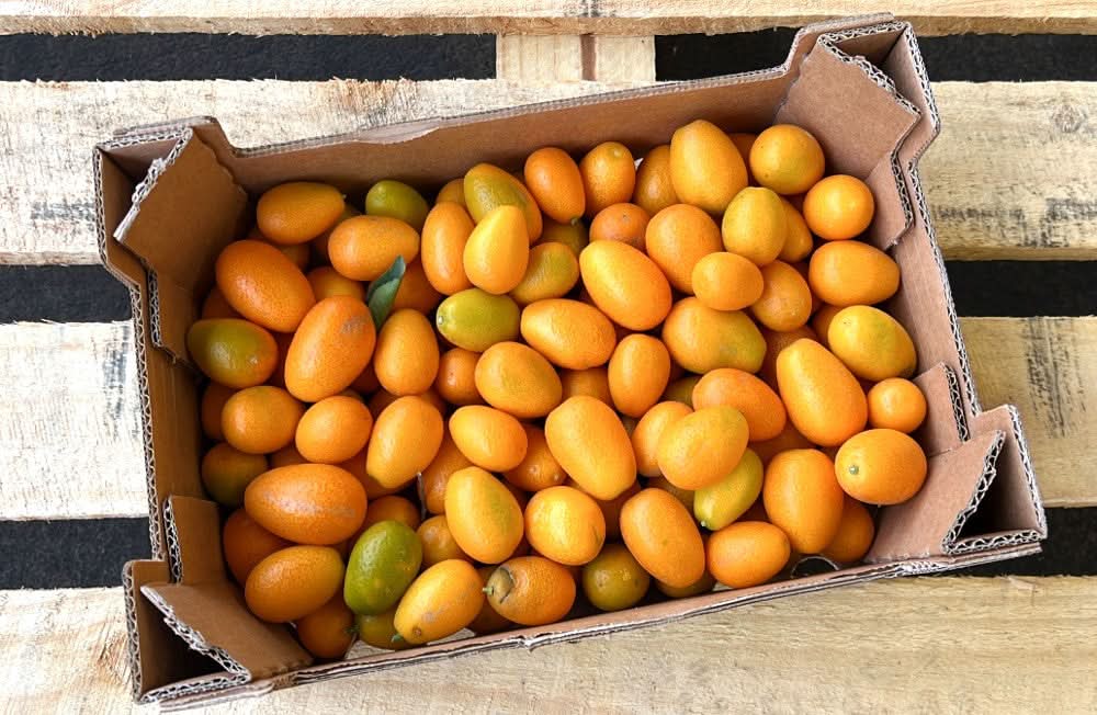 Kumquats Weihnachts-Flash Aktion Bio