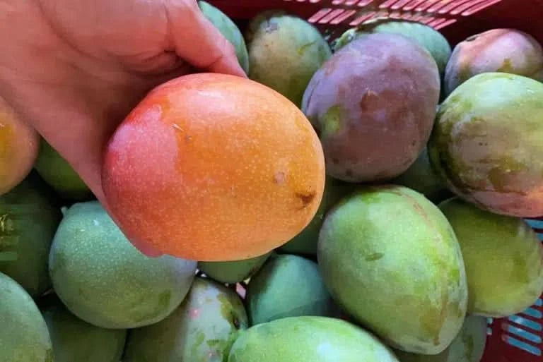 Mango Maya Special Deal